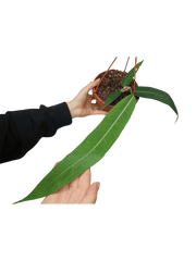 Anthurium Pallidiflorum