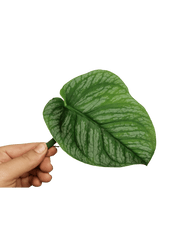 Monstera Dubia Stecklinge