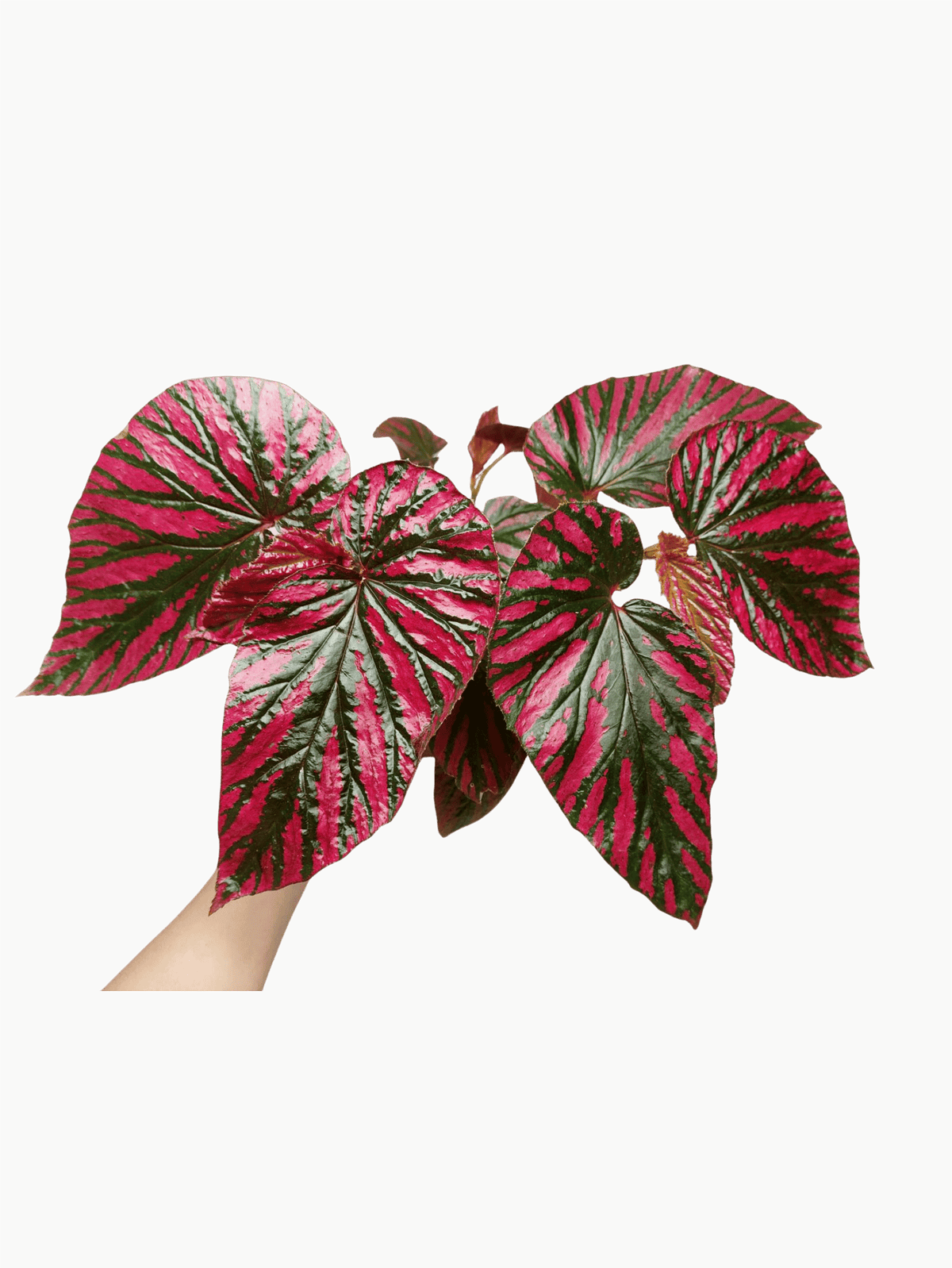 Begonia Brevirimosa buschig