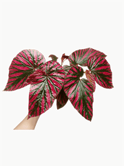 Begonia Brevirimosa buschig