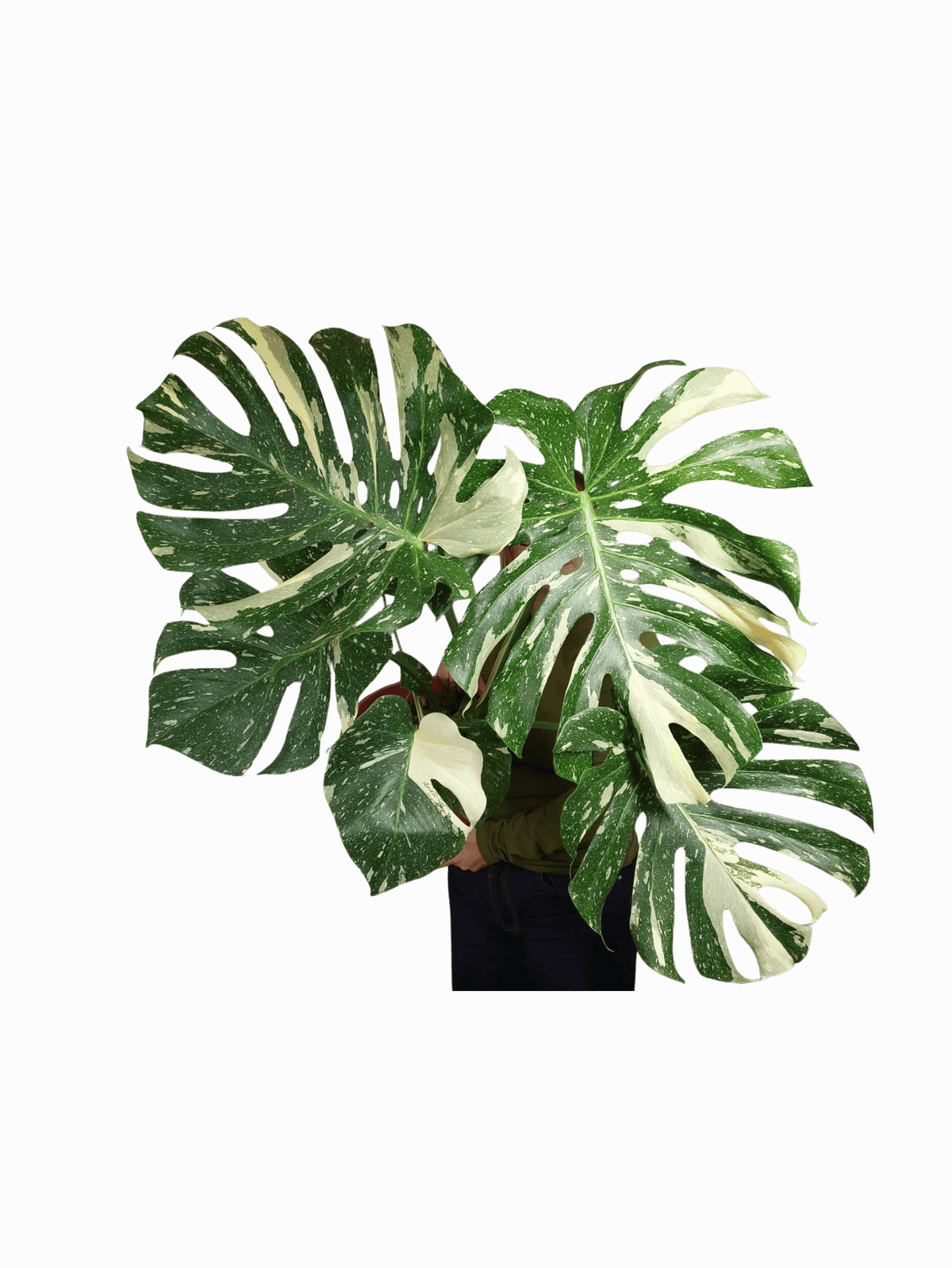 Monstera Thai Constellation XXL