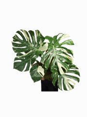 Monstera Thai Constellation XXL