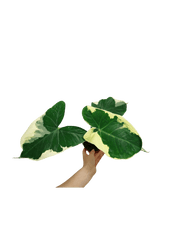 Alocasia Mickey Mouse / Xanthosoma Variegata