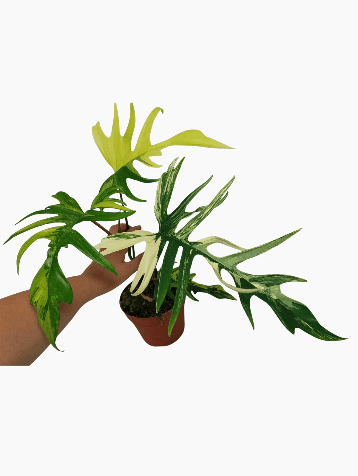 Philodendron Tortum x Florida Beauty Variegata