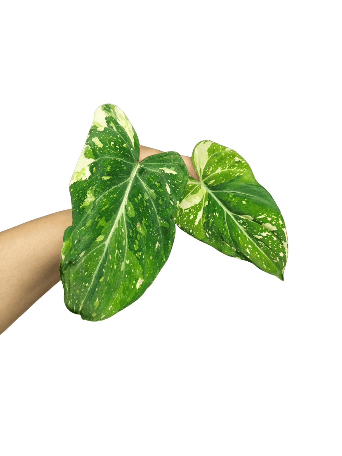 Philodendron Gloriosum Tricolor Steckling