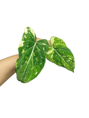 Philodendron Gloriosum Tricolor Steckling