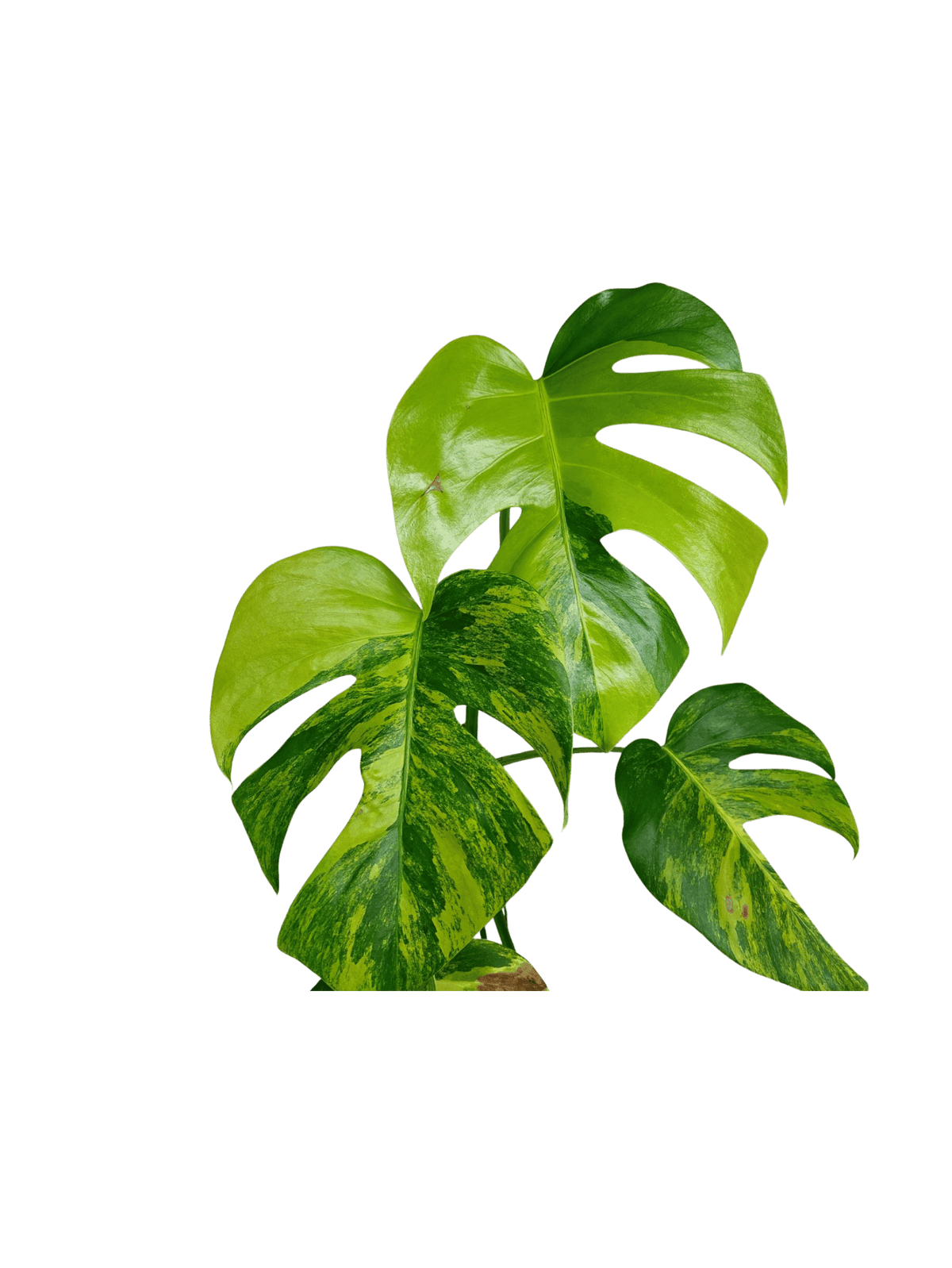 Monstera Aurea Stecklinge