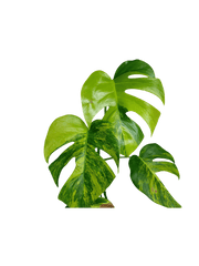 Monstera Aurea Stecklinge