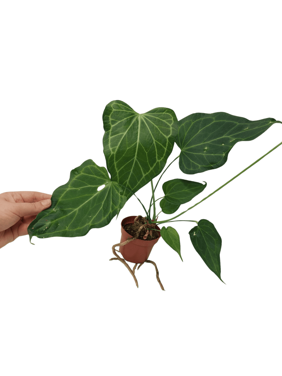 Anthurium Delta Force