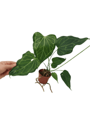 Anthurium Delta Force
