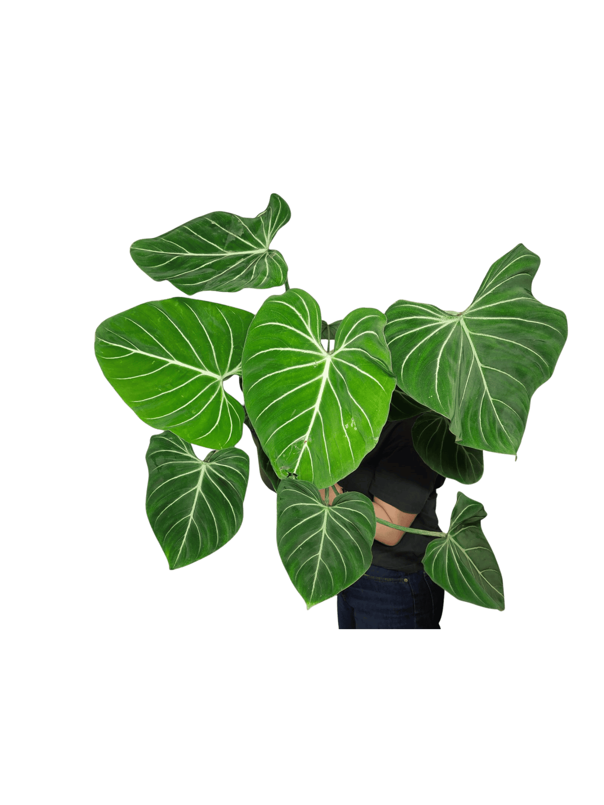 Philodendron Gloriosum XXL