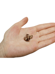 Alocasia Portei Aurea (Rhizom / Bulbe)