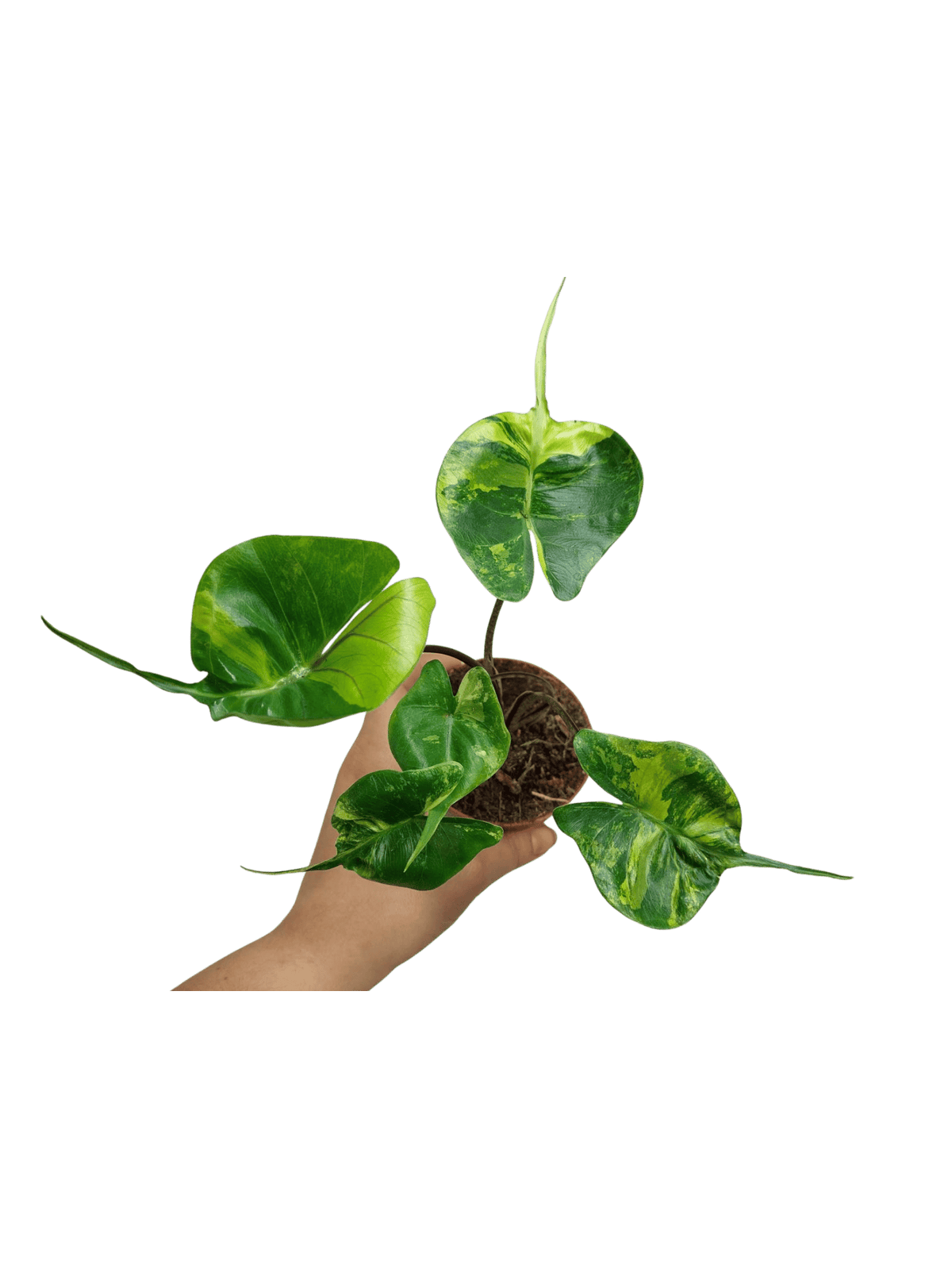 Alocasia Stingray Aurea