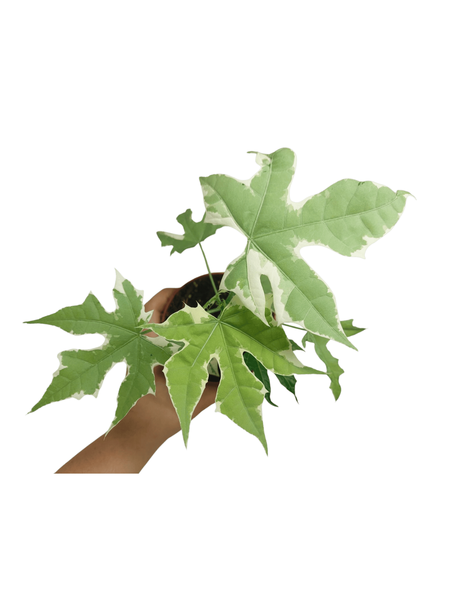cnidoscolus aconitifolius variegata Cnidoscolus Aconitifolius Variegata – whiteleafplants