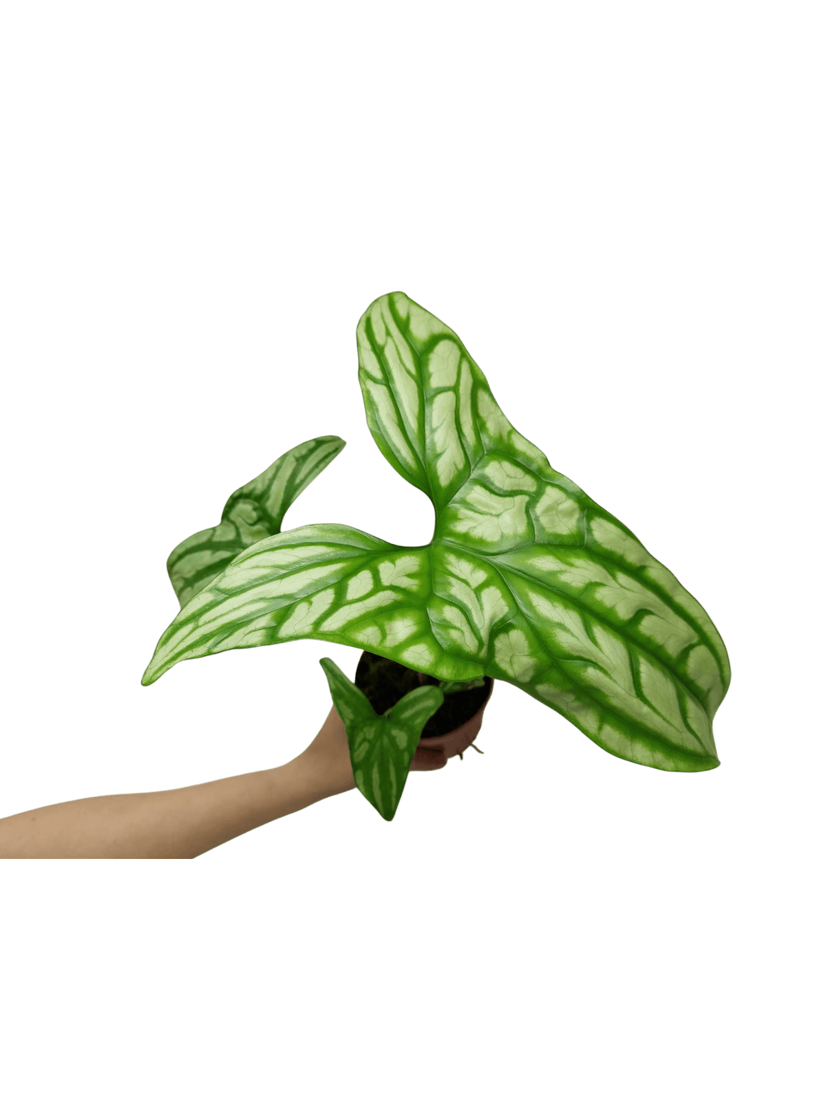 Cercestis Mirabilis