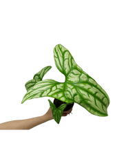 Cercestis Mirabilis