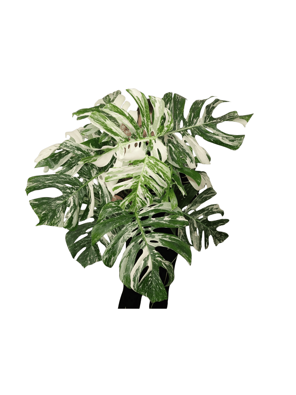 Monstera Variegata buschig