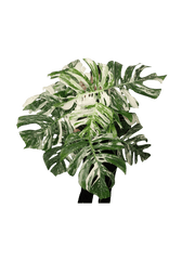 Monstera Variegata buschig