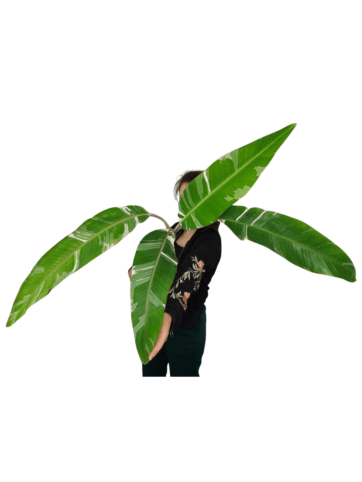 Musa Variegata groß