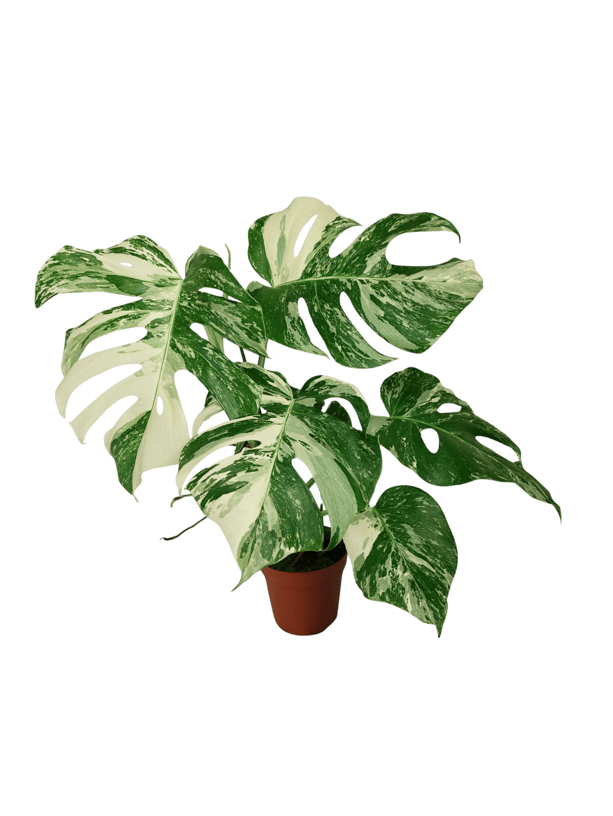 Monstera Variegata