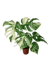 Monstera Variegata