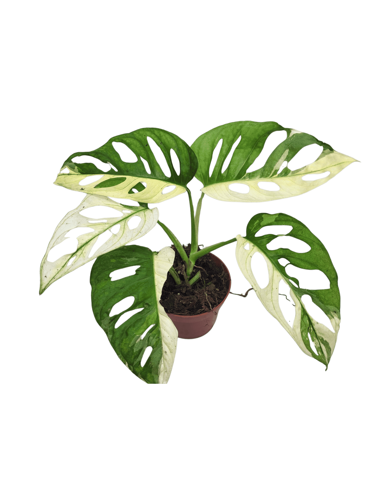 Monstera Adansonii Variegata