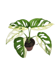 Monstera Adansonii Variegata