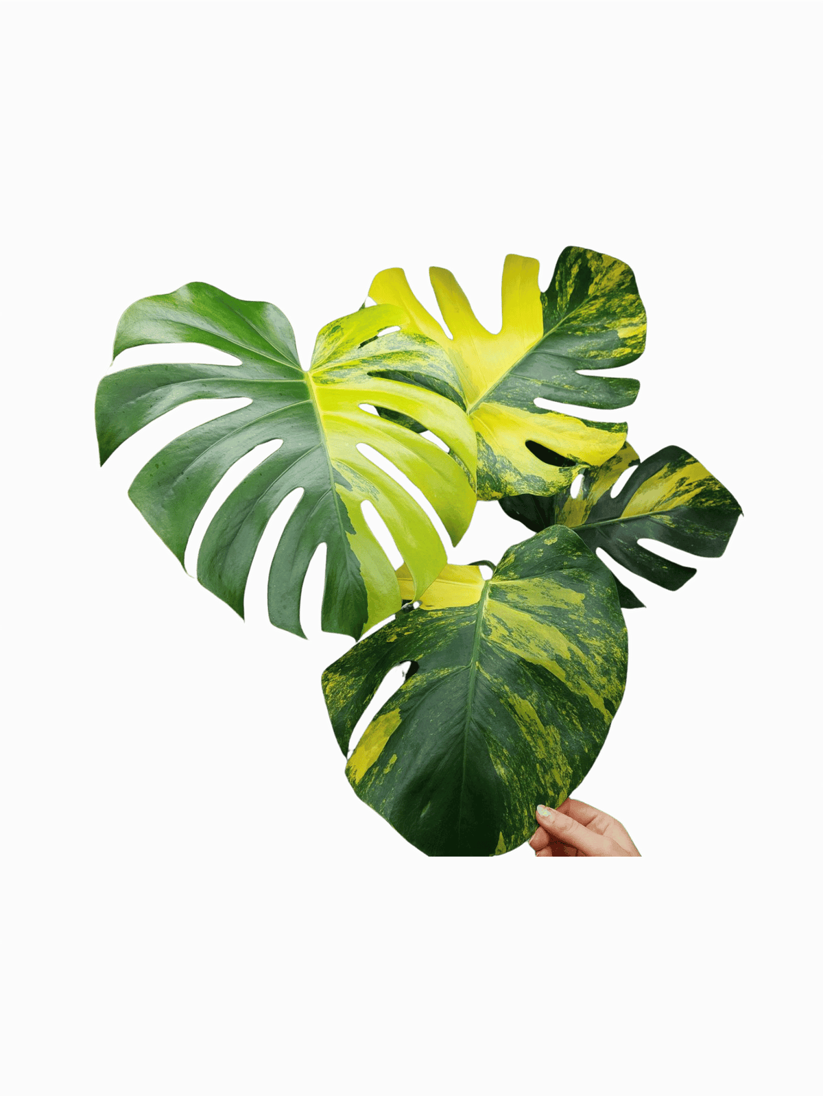 Monstera Aurea Variegata