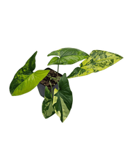 Syngonium Aurea