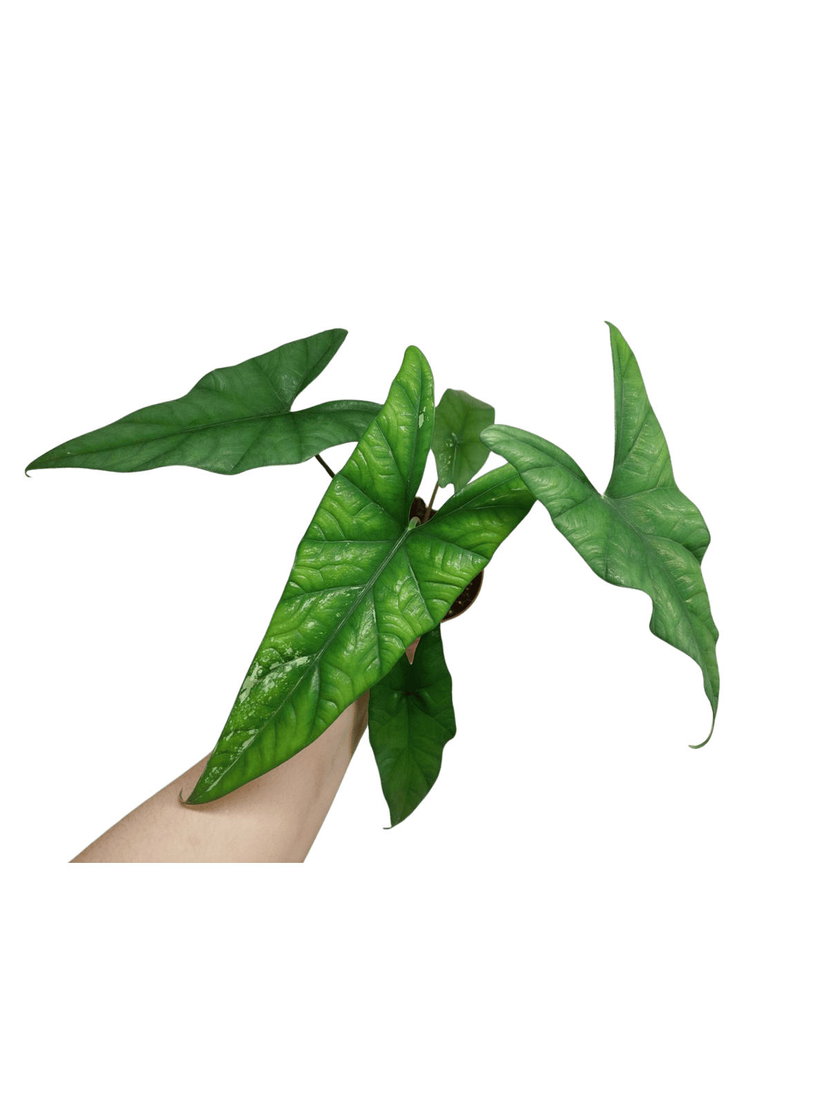 Alocasia Simpo Albo Variegata