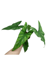 Alocasia Simpo Albo Variegata