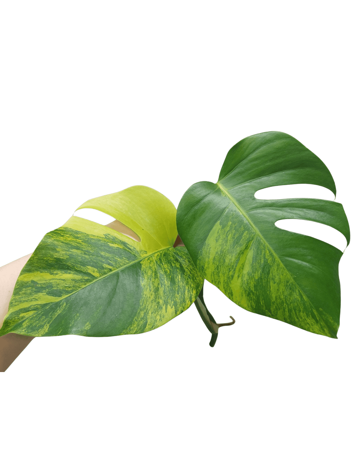 Monstera Aurea Steckling