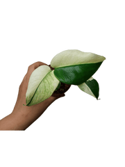Monstera Jungle Mint