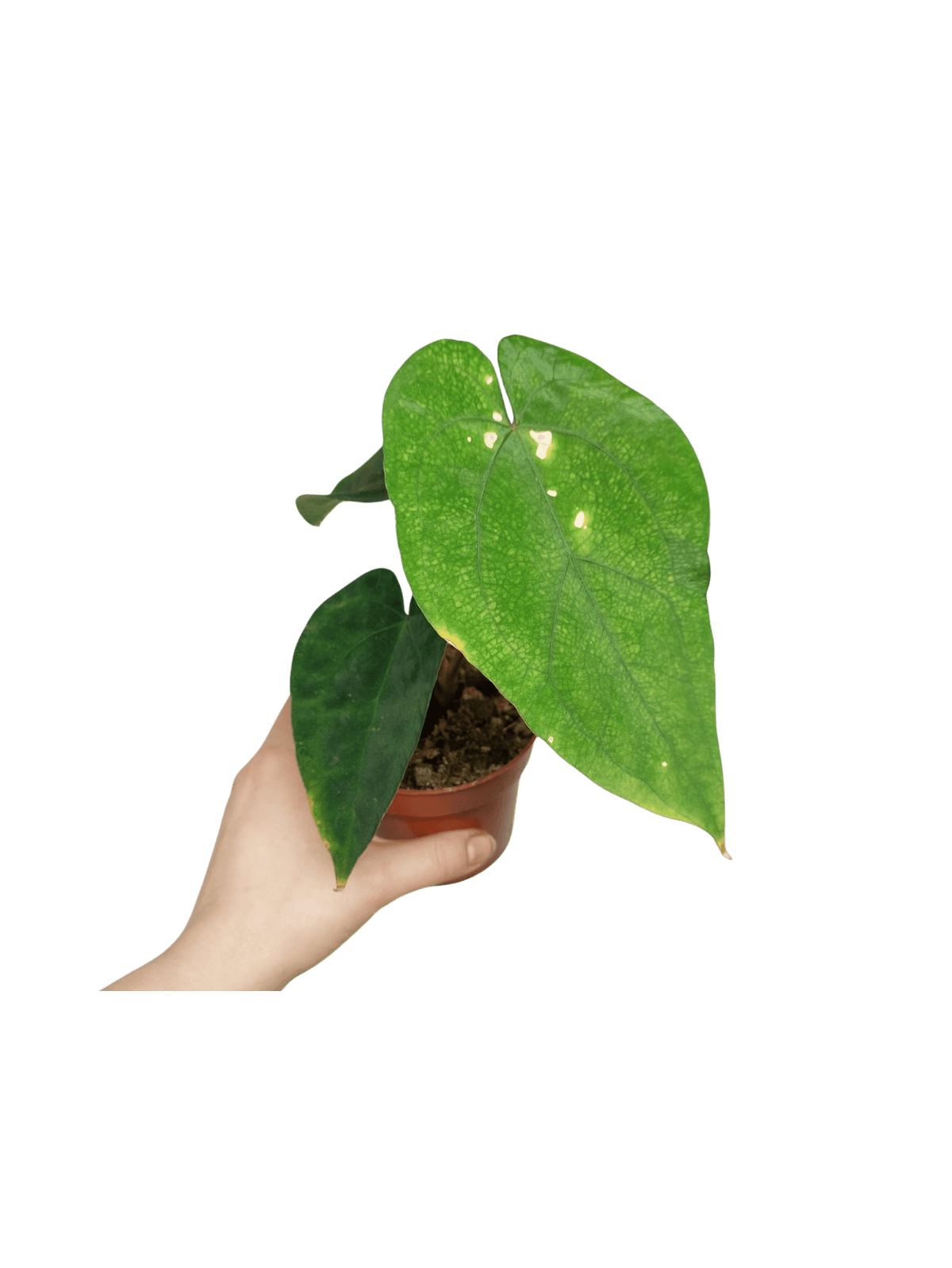 Anthurium Papillilaminum x Dressleri