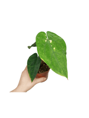 Anthurium Papillilaminum x Dressleri