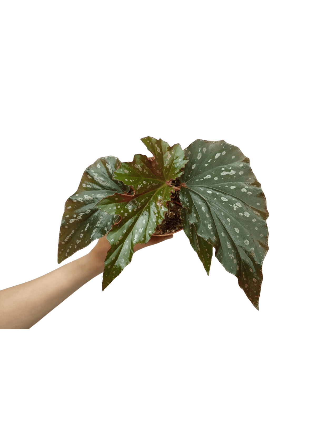 Begonia Aiai