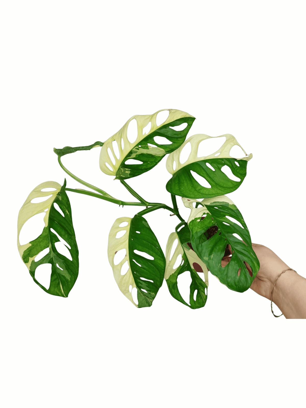 Monstera Adansonii Variegata