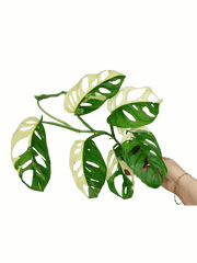 Monstera Adansonii Variegata