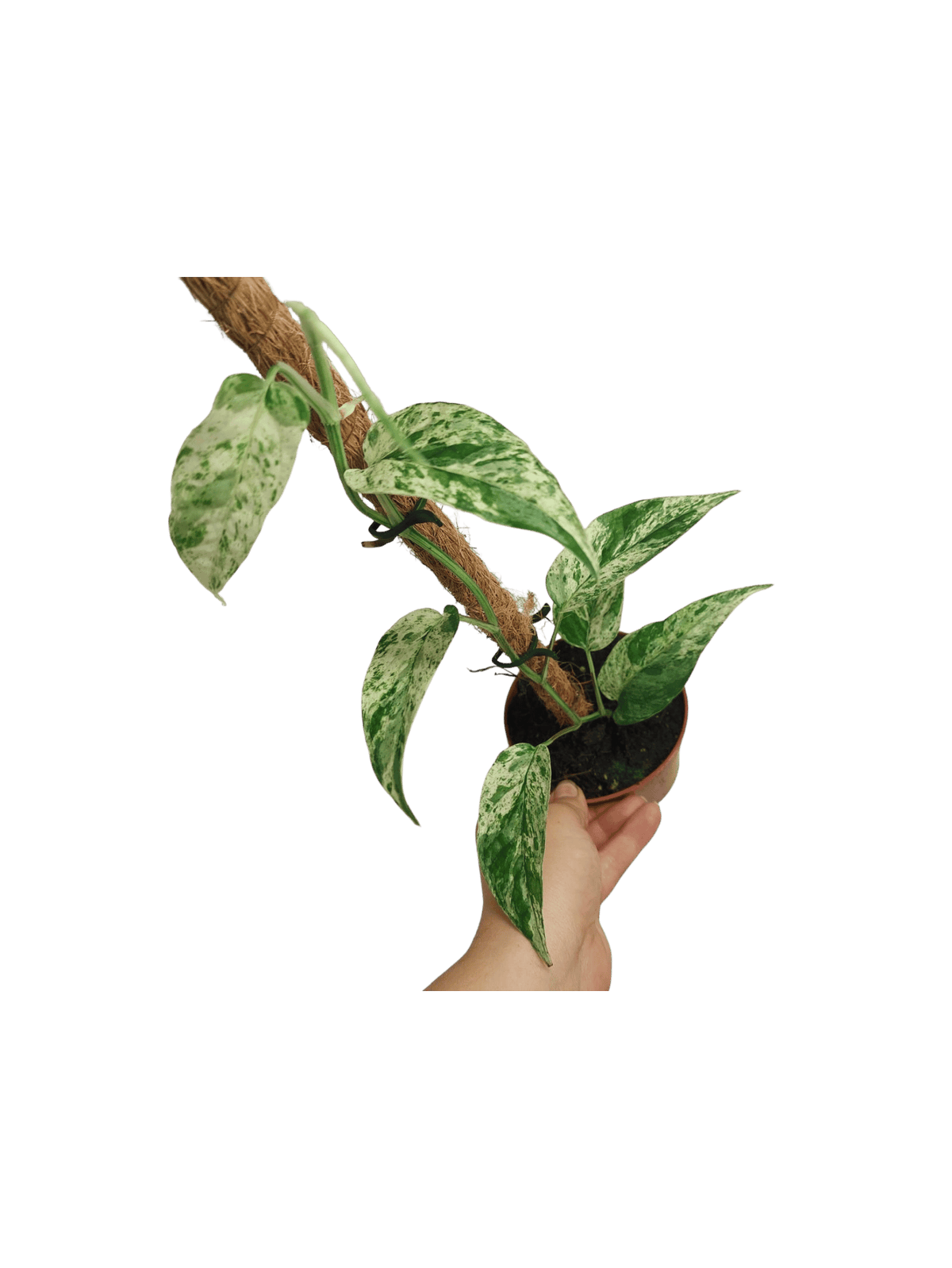 Epipremnum Cebu blue variegata