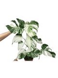 Monstera Variegata (zum aussuchen)