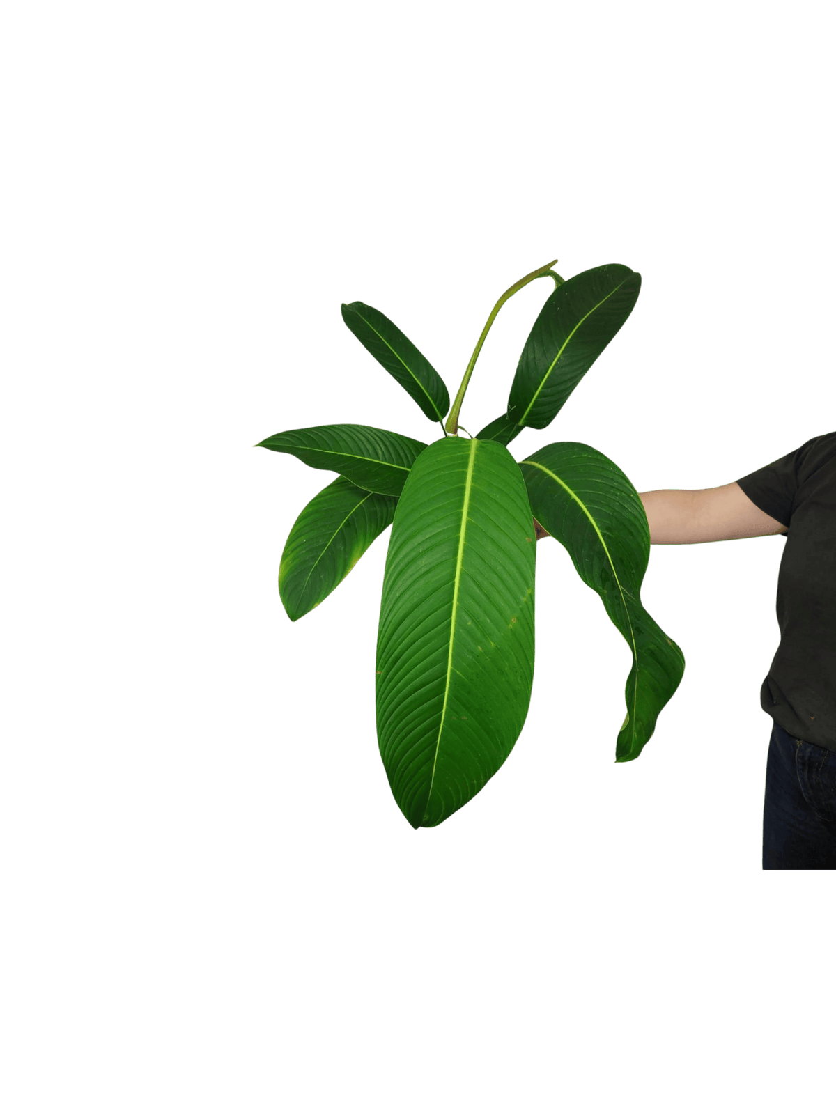 Philodendron Heterocraspedon