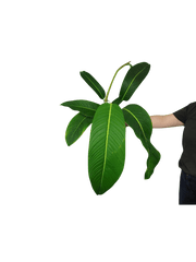 Philodendron Heterocraspedon