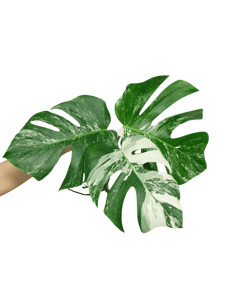 Monstera Variegata Steckling