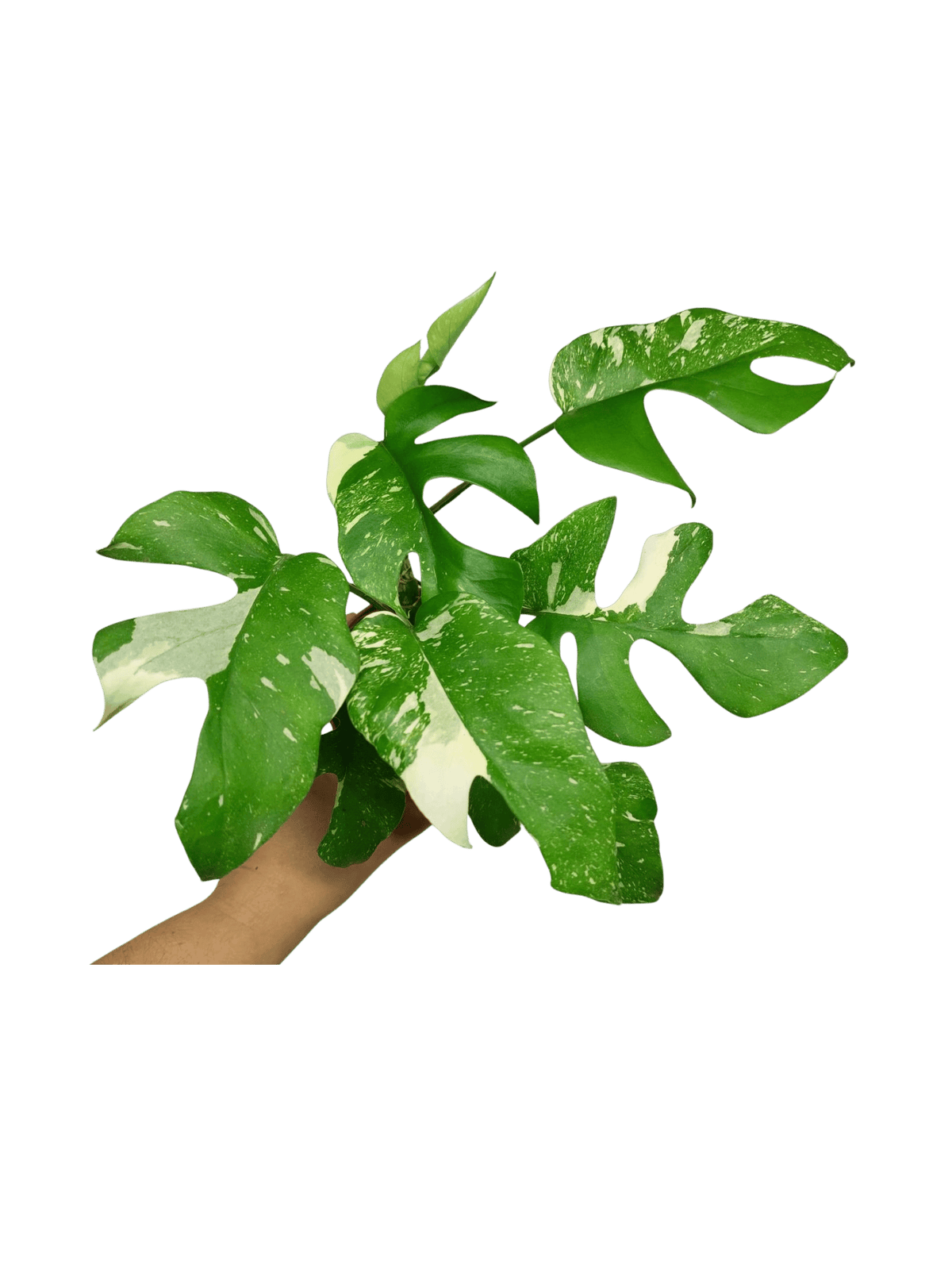 Monstera Minima (Raphidophora Tetrasperma) Thai Constellation