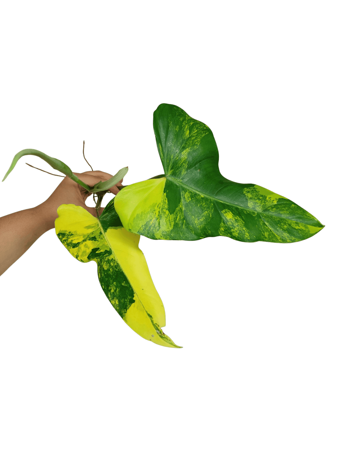 Philodendron Domesticum Variegata Steckling
