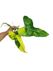 Philodendron Domesticum Variegata Steckling