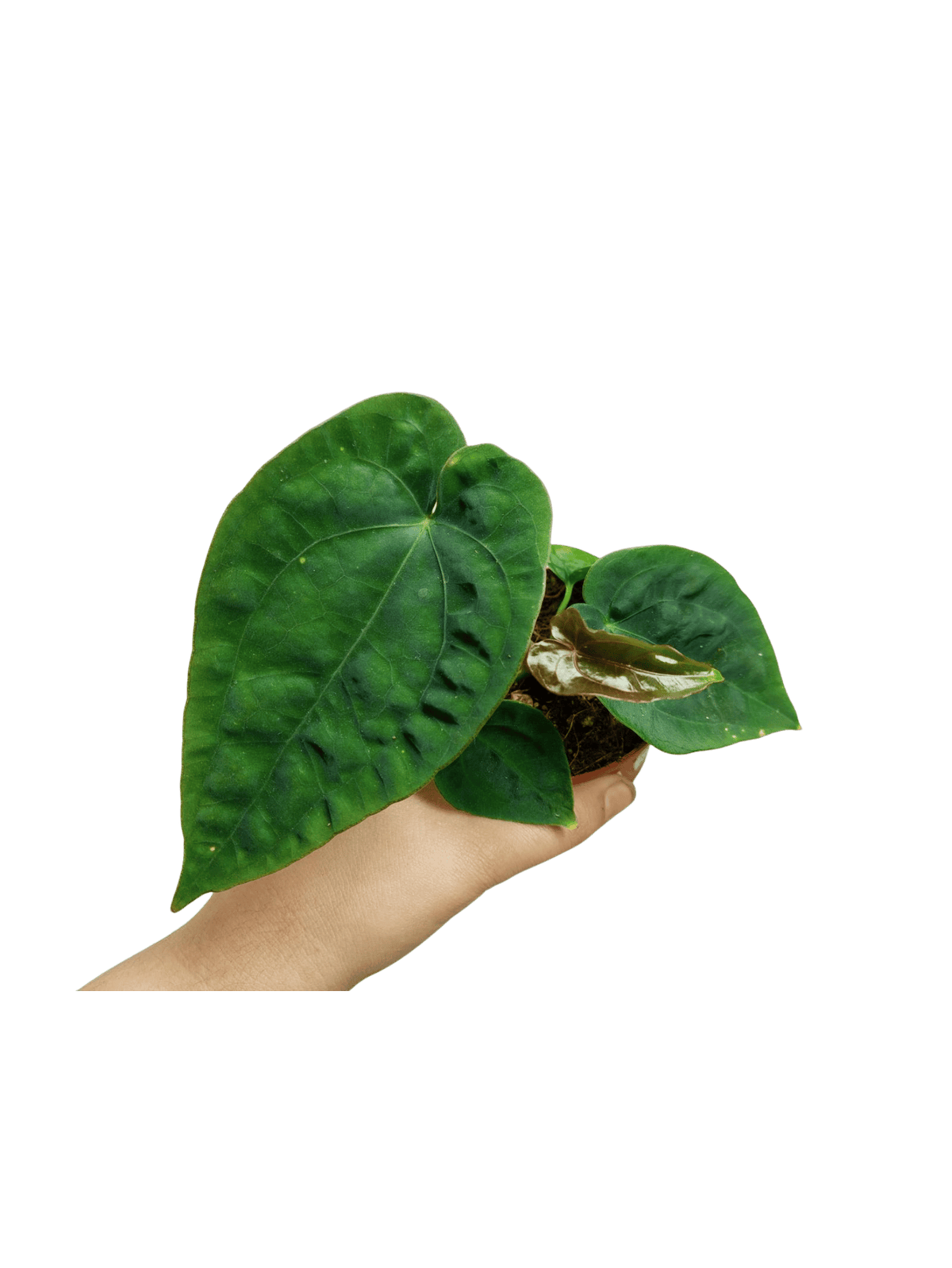 Anthurium Dressleri Pure