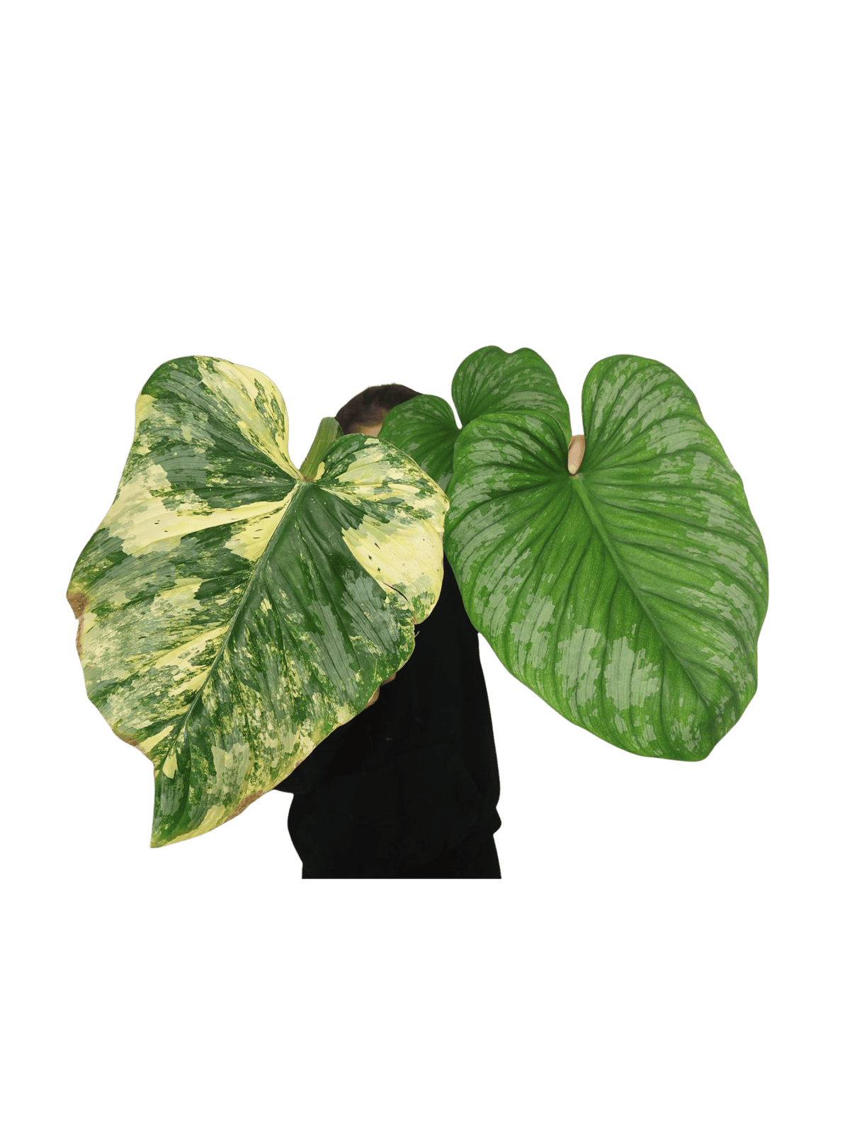 Philodendron Mamei Aurea Variegata vergrünt