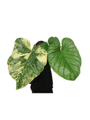 Philodendron Mamei Aurea Variegata vergrünt