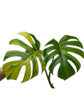 Monstera Aurea Steckling